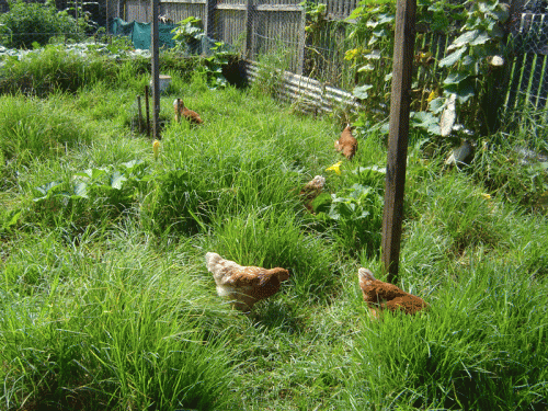 Free Range Chooks