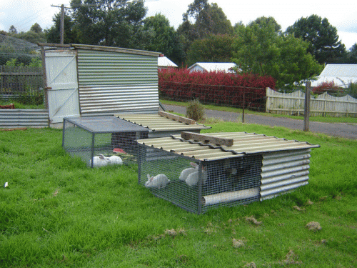 PVC Pipe Rabbit Cage