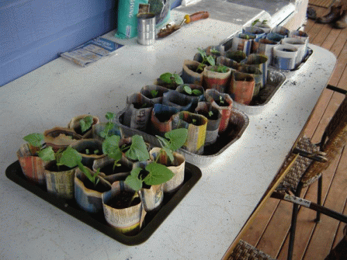Seed Raising